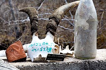 Skull and bottle Post Office Bay Galapagos Islands Ecuador