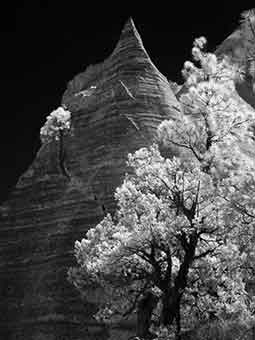 Tent Rock and Pines