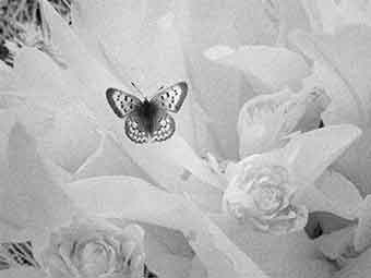 Butterfly